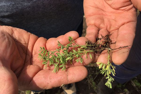 En Haute-Loire, la production de lentilles souffre de trop de pluie et d'un maque d'ensoleillement