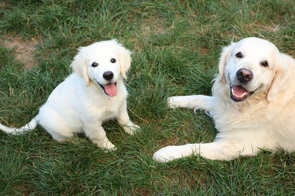 Le Golden Retriever est la race de chien la plus répandue dans la capitale des Flandres