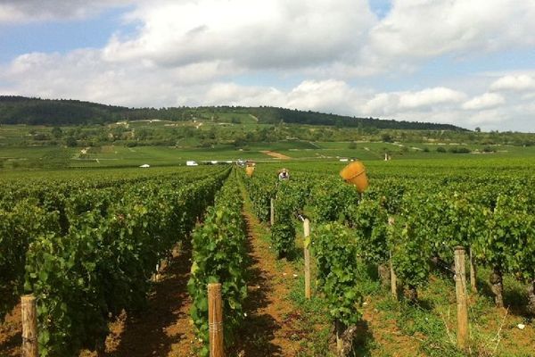 Les vendanges ont commencé fin août en Bourgogne, et notamment à Meursault, dans la côte de Beaune, en Côte-d'Or.  