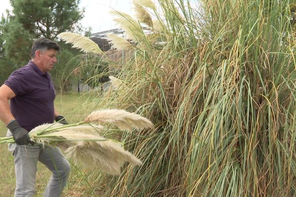 C'est maintenant qu'il faut agir pour éviter la propagation des herbes de la Pampa.