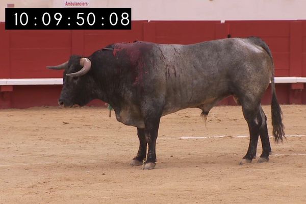 Image extraite du montage en cours à France 3. Le toro Aldeano de Miura combattu cet été à Béziers par Rafaelillo. En haut de l'image le "Time Code" permet au monteur, au mixeur et au commentateur de se repérer.