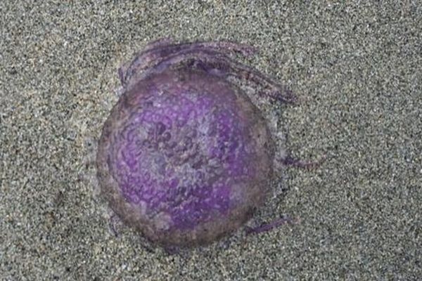 Avec le début de l'été, les Pelagia noctiluca sont de retour aux abords des plages insulaires