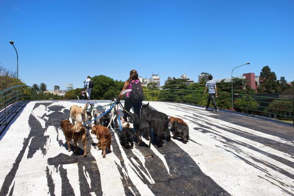 Armé d'un cutter, un homme a menacé de mort une femme chargée de promener des chiens à Nîmes. Il a été placé en garde à vue. (Photo d'illustration)