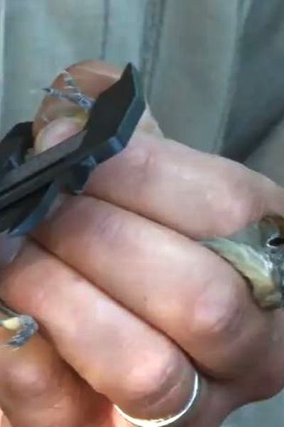 Chaque oiseau reçoit une bague gravée avec un numéro unique.