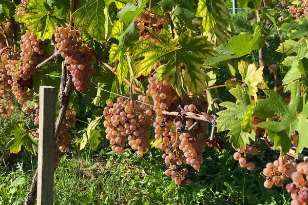 Plus de 500 déclinaisons de chenins ont été plantées sur le site de l'institut français de la vigne et du vin à Montreuil-Bellay