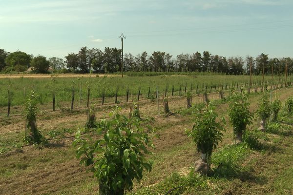 La parcelle de pommiers sera équipée de huit rangées de panneaux solaires à partir de cet été.