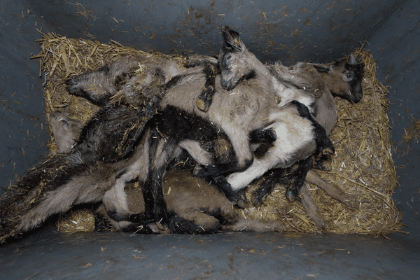 Les cadavres des chevreaux sont entassés dans des bacs.