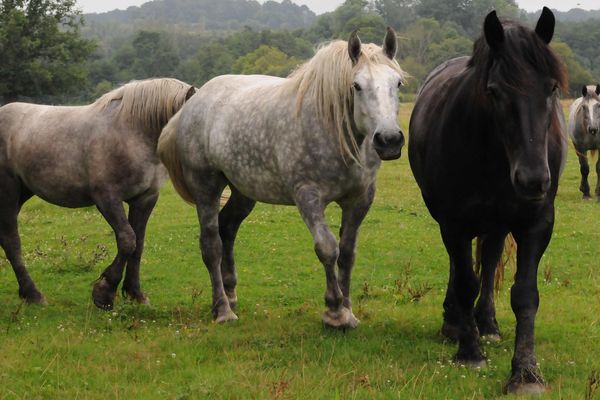 Les chevaux contribuent au developpement durable des territoires herbagers