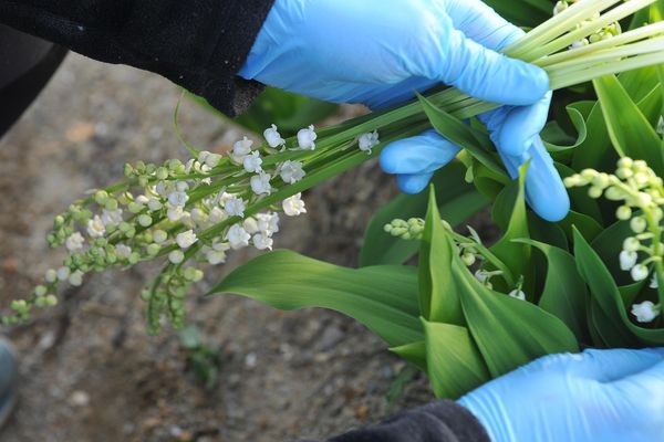 Cueillette du muguet.