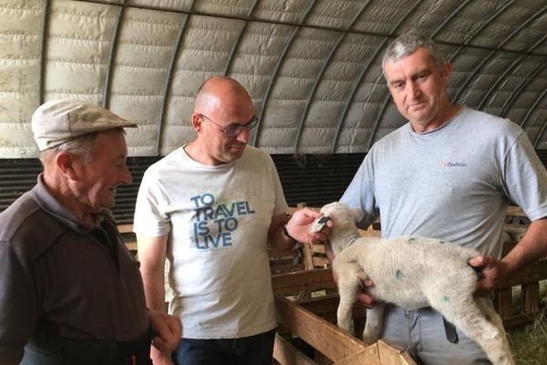 A Torsiac, en Haute-Loire, un éleveur affirme qu'un des ses agneaux a été attaqué par des vautours.