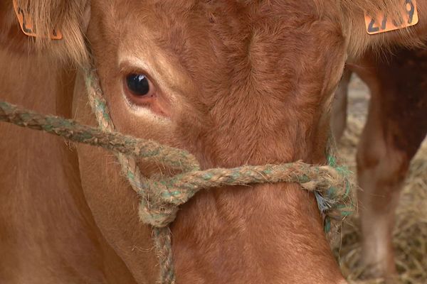 Premier comice agricole du Limousin à Saint-Léonard-de-Noblat en Haute-Vienne