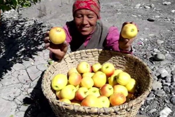 L'association Du Bessin au Népal accompagne un village népalais dans son projet de déménagement et sa plantation de pommiers