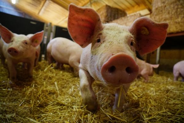 Les porcs capelins sont élevés selon un cahier des charges précis.