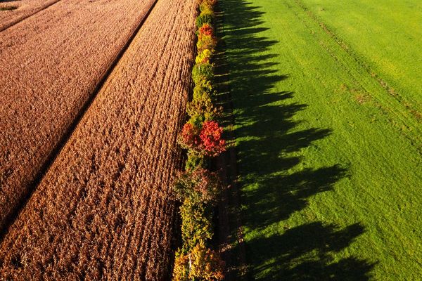 La sauvegarde et la plantation de haies font partie des objectifs de Campagnes Vivantes 82.