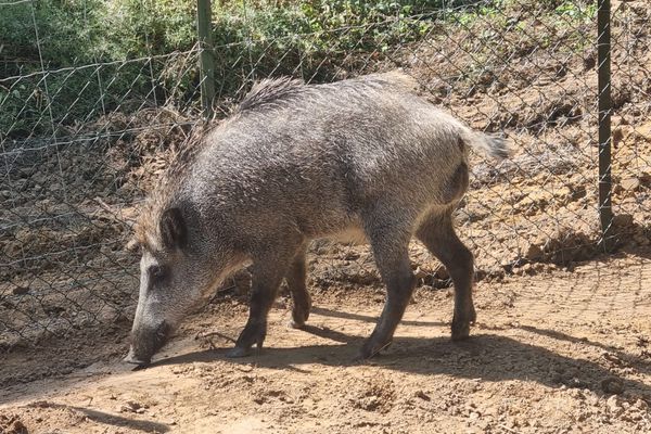 Toto, le sanglier, explore son nouvel enclos dans les Ardennes.