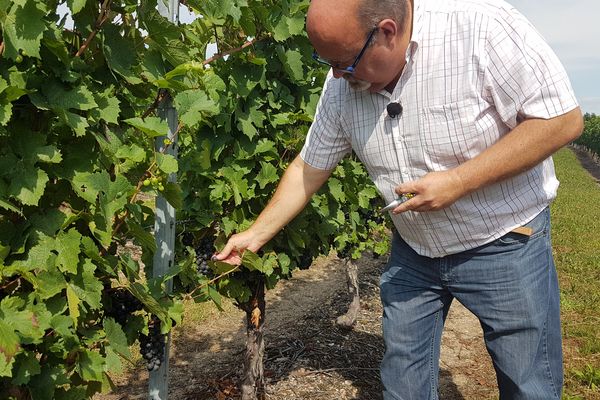 La maturation du raisin touche à sa fin ... bientôt les vendanges. 