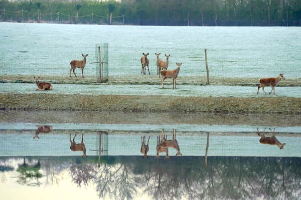 La ferme des cerfs de la Fardellière à Chemillé-en-Anjou