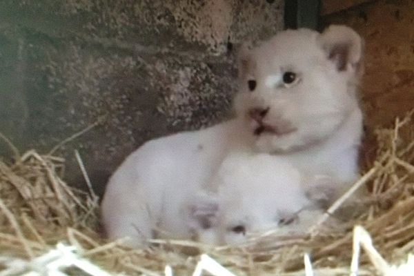 Image d'archive de France3pdl d'un lionceau blanc né au zoo de La Flèche 