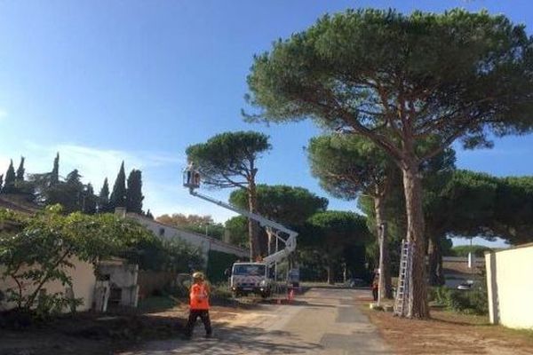 La mairie de La Grande-Motte a décidé d'abattre des dizaines de pins parasols sains âgés d'une quarantaine d'année. Un programme d'aménagement urbain source de polémique - 29 octobre 2019.