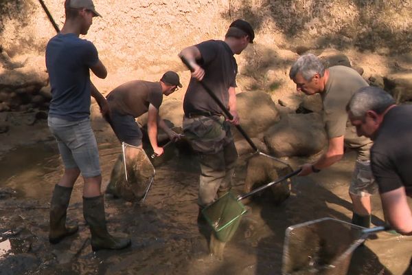 Les pêcheurs de Châtillon-sur-Seine s'activent pour sauver les derniers poissons de la rivière.