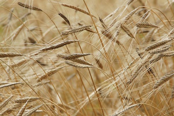 Aider et soutenir les jeunes pour se lancent dans l'agriculture. 