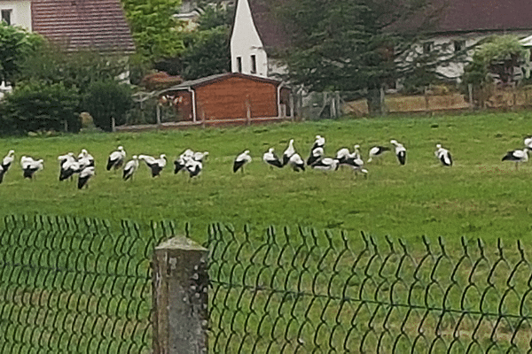 Un groupe de cigognes blanches observé dans un pré rue Auguste Coulon à La Souterraine (23)