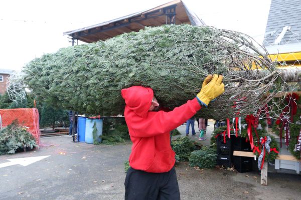 l'inquiétude des producteurs de sapins avant les fêtes