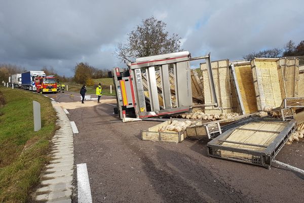 Près de 7.000 poulets étaient à bord du camion.