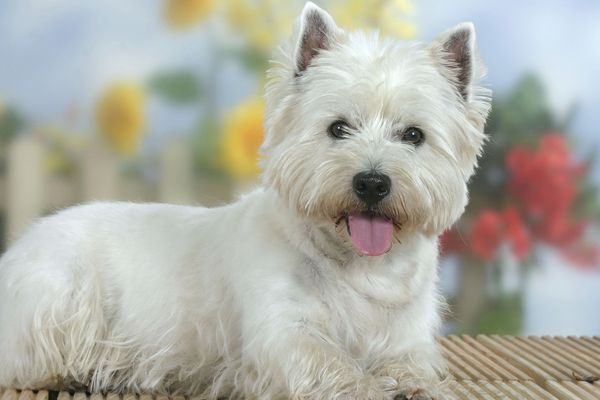 Ambre est une westie - Illustration