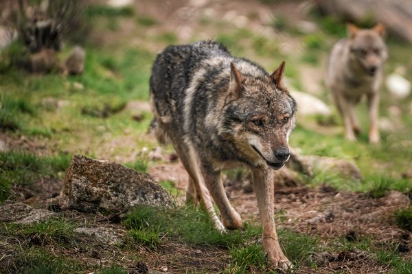 Loup. Image d'illustration