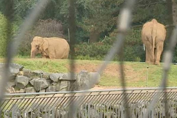 Les éléphants Baby et Népal risquent l'euthanasie.