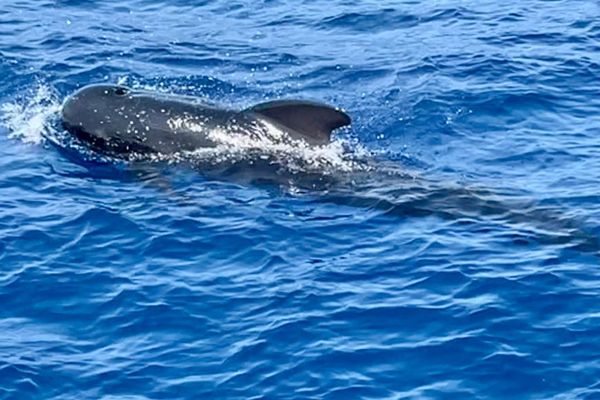 Un rorqual commun aperçu au large de Sanary dans le Var.