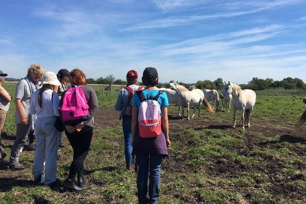 Des chevaux camarguais vivent en liberté dans la réserve naturelle