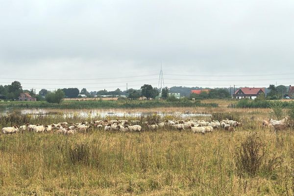 À Thumeries, ces moutons ont été sauvés des eaux