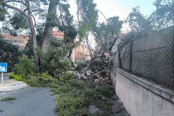 À la suite de vents violents, un arbre a été déraciné chemin de la colline Saint Joseph à La Ciotat