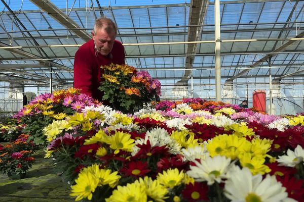 René De Winter annonce avoir déjà vendu 30 000 chrysanthèmes avant le 1er novembre.