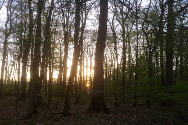 En une semaine, les feuilles sont apparues. Leur timidité ne tiendra pas. Dans 10 jours tout au plus, nos forêts ne laisseront plus passer le soleil.