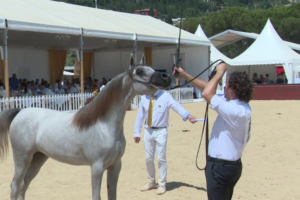 Le championnat du pur-sang arabe (ici en 2021) voyait s'affronter des chevaux venus principalement des pays du Golfe.
