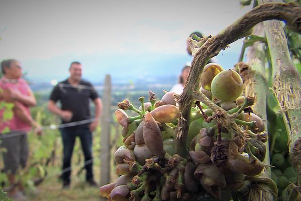 L'orage de grêle de lundi 24 juillet a dévasté des parcelles de vignes, à Chapareillan, en Savoie