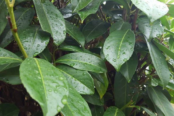 La pluie est présente ce matin et le sera toute la semaine.