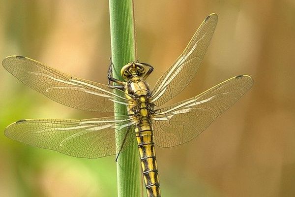 La libellule en anglais c'est "dragonfly" la mouche du dragon.