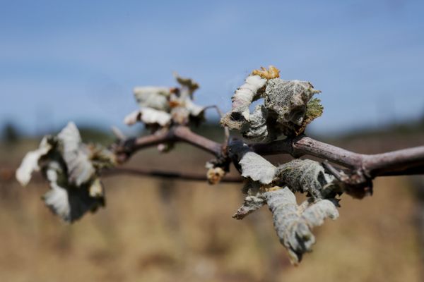 Le gel s'est abattu sur les vignes, entrainant jusqu'à 100 % de pertes chez certains viticulteurs