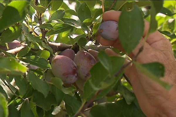 Prunes d'Ente, en surproduction en cette année 2018