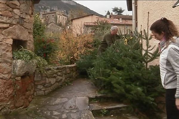 Les sapins Nordmann du Larzac font le bonheur des collectivités et associations locales. 