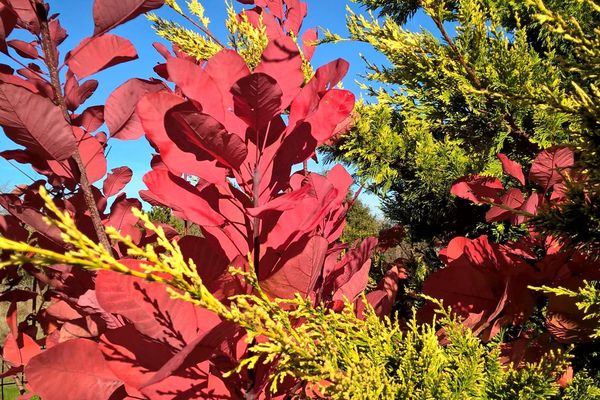 Feuillage d'automne