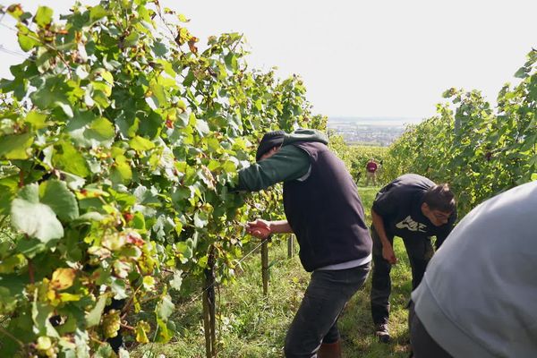 Dans ce lycée agricole de Rouffach, les élèves font les vendanges. Le vin élaboré dans les caves de l'école finance en partie le matériel de la section viticole.