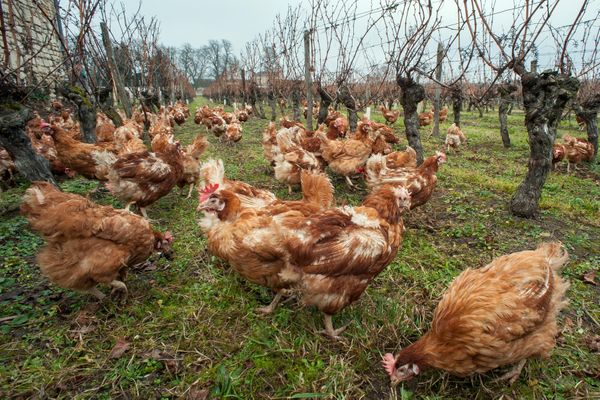 La grippe aviaire a été détectée dans un lot de 30 poules en Indre-et-Loire (photo d'illustration d'un élevage d'Ingrandes-de-Touraine).