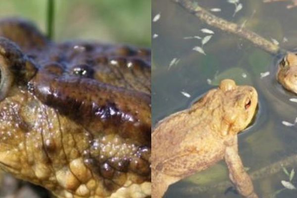 Les amphibiens dans leurs milieux naturels