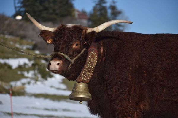 La vache Salers, Ovalie, était l'égérie du Salon de l'Agriculture 2023.