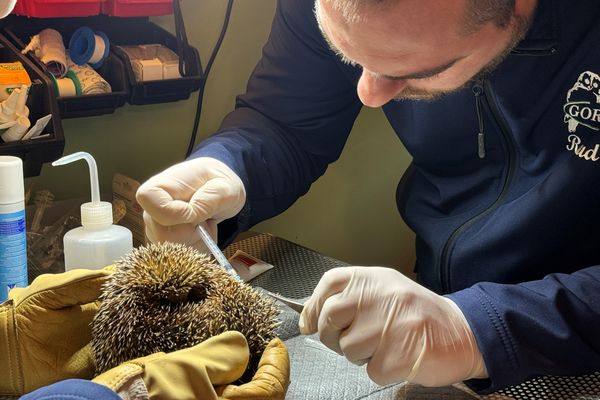 Hérissons malades, oisillons tomés du nid... Au printemps, le Gorna se remplit dangereusement